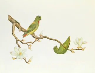 Blue-crowned Parakeet, Hanging on a Magnolia Branch, Ch